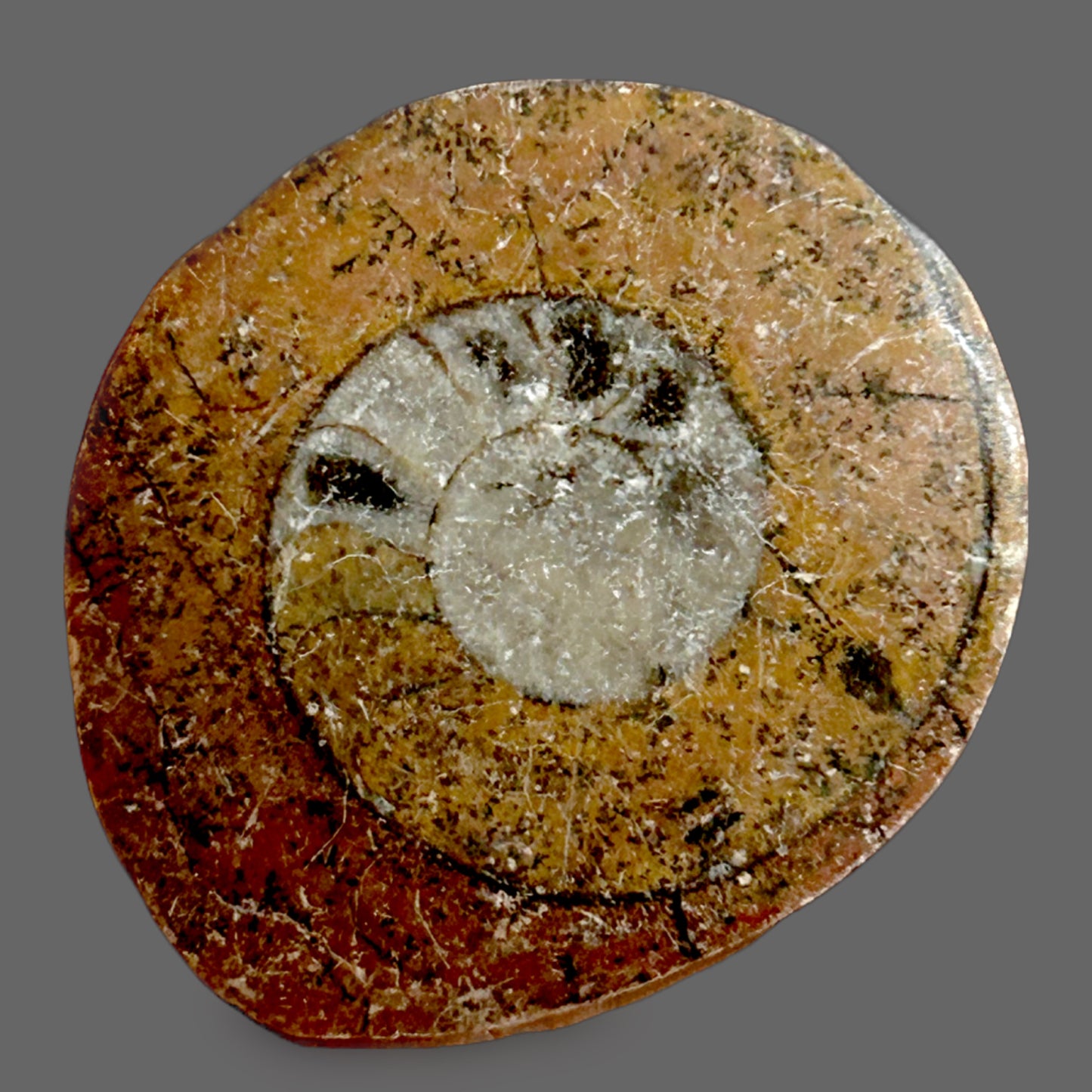 Polished Goniatite Fossil – Ancient Ocean Spiral of Time-9g