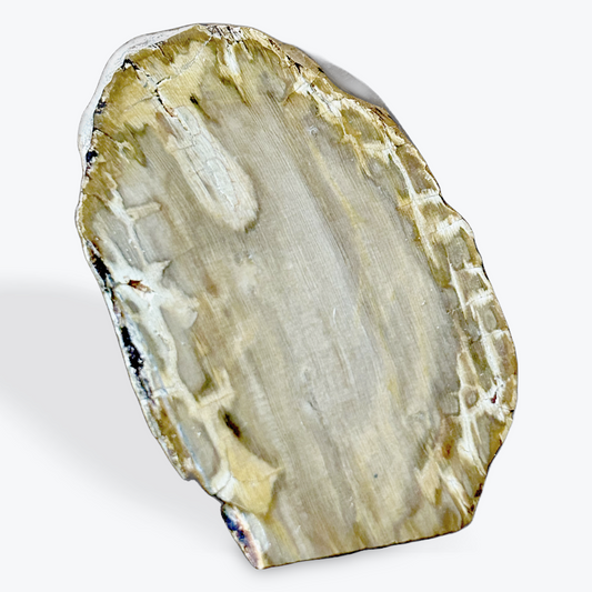 Ancient Echoes — Polished Petrified Wood Specimen