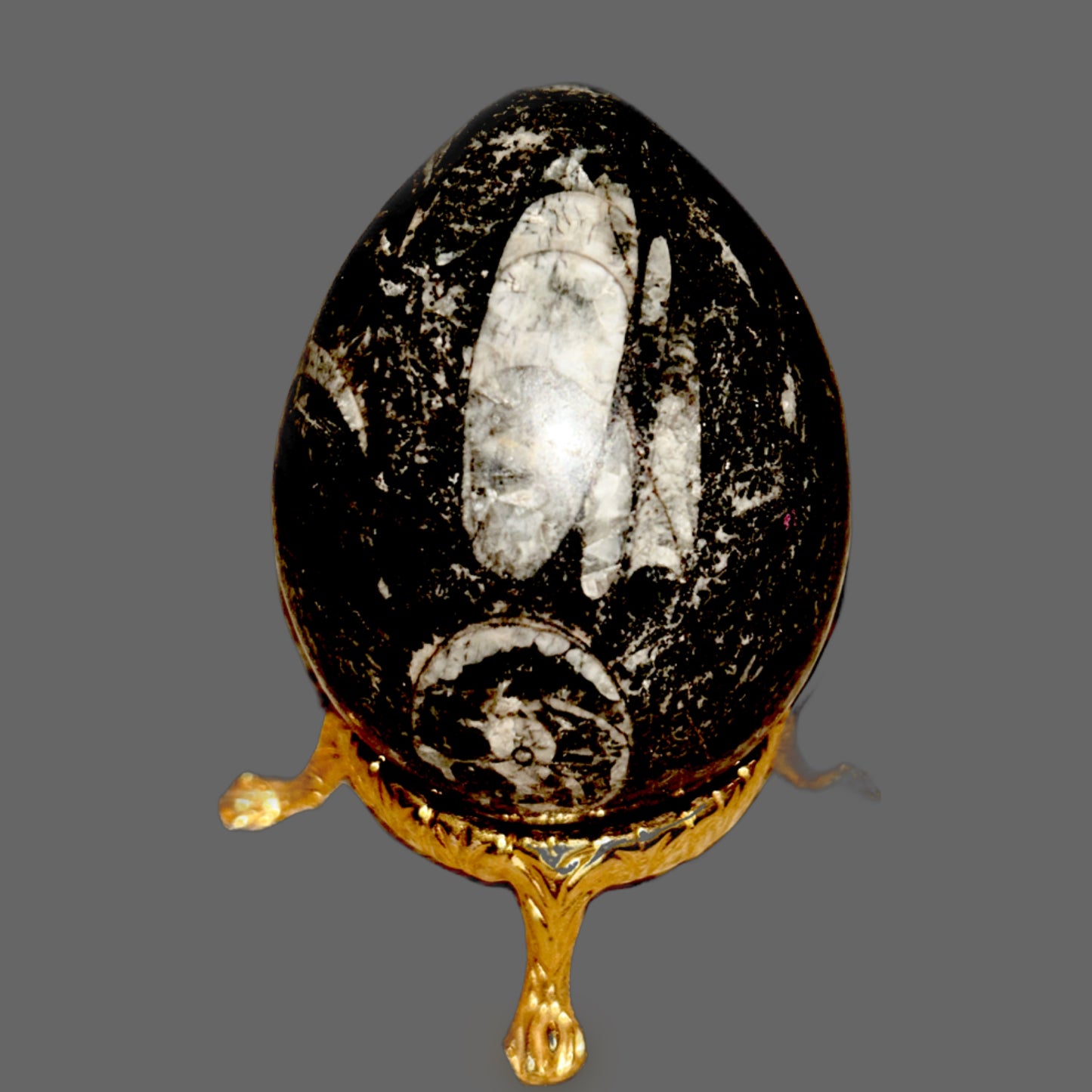 Orthoceras Fossil Egg – Ancient Ocean Wisdom in Stone-182g