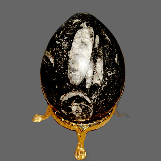Orthoceras Fossil Egg – Ancient Ocean Wisdom in Stone-182g