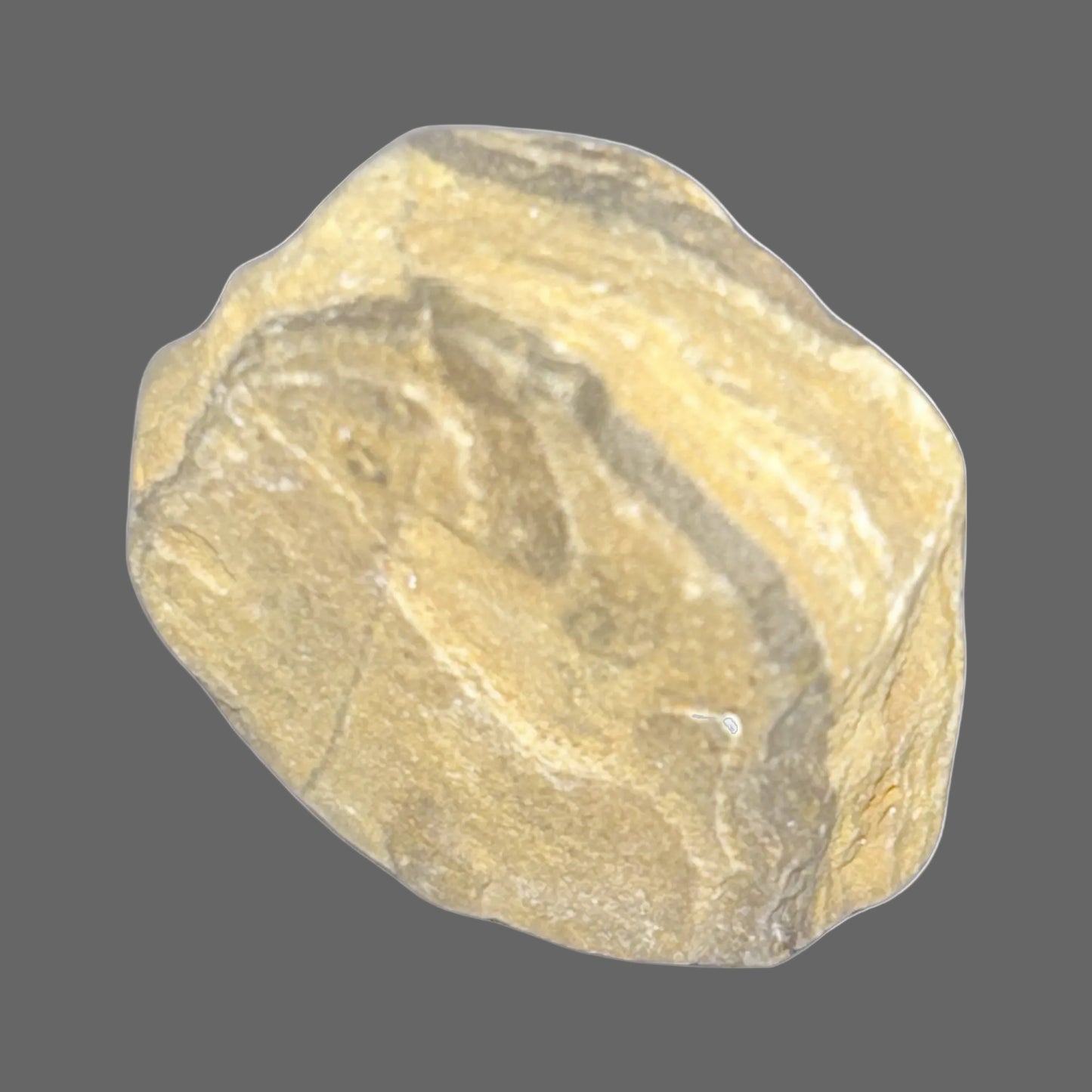 Petrified Wood – Ancient Fossilized Forest Stone-14g