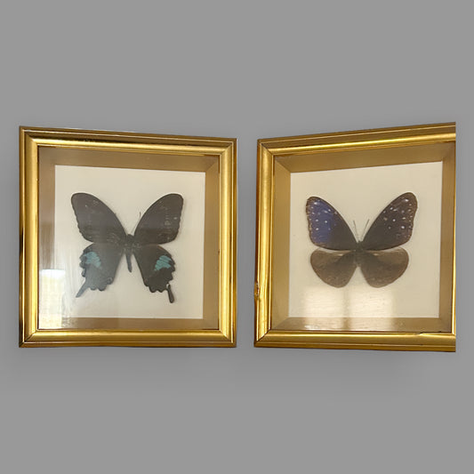 Framed Butterfly Taxidermy Shadow Box Set