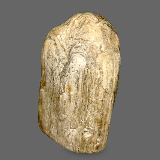 Petrified Wood – Ancient Forest Stone of Transformation-267g