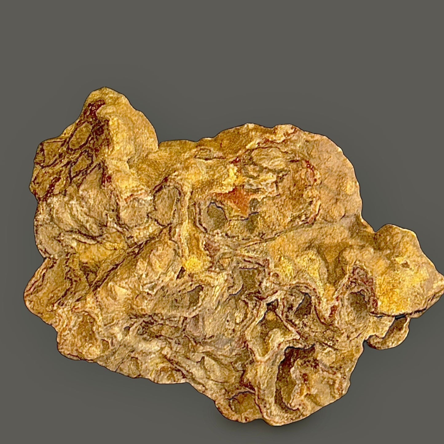 Septarian Concretion / Fossilized Coral Stone – Ancient Earth Wisdom & Grounding Energy-2.92lbs