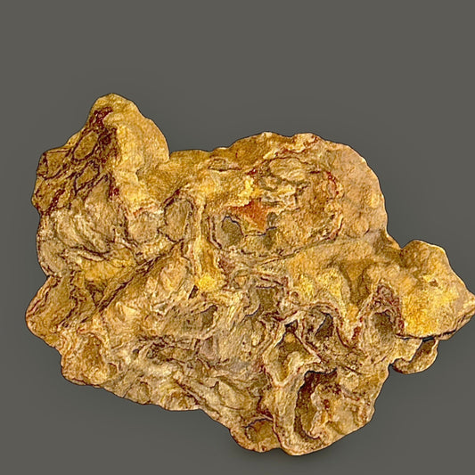 Septarian Concretion / Fossilized Coral Stone – Ancient Earth Wisdom & Grounding Energy-2.92lbs