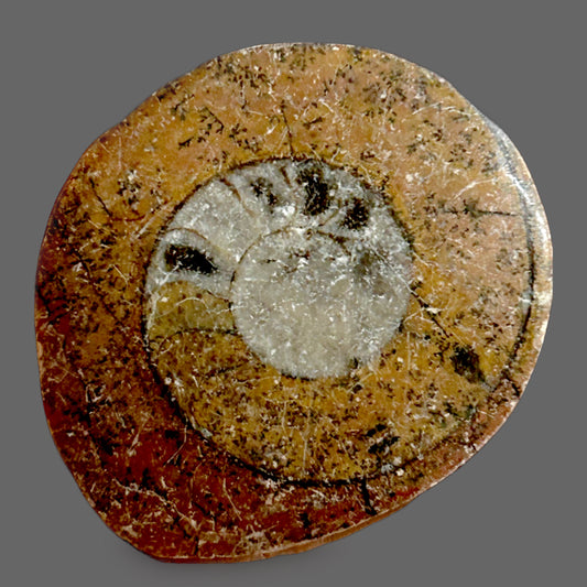 Polished Goniatite Fossil – Ancient Ocean Spiral of Time-9g