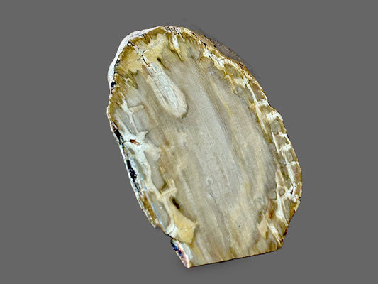 Ancient Echoes — Polished Petrified Wood Specimen-86g