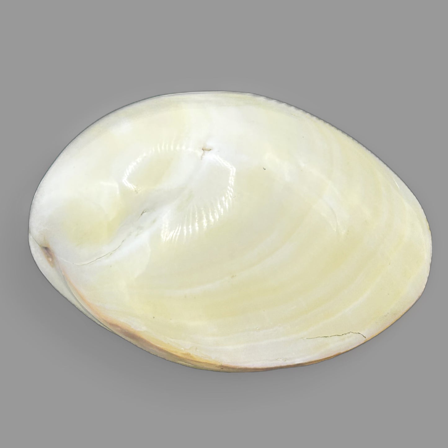 Polished Tiger Clam Shell – Natural Ocean Specimen Display Piece