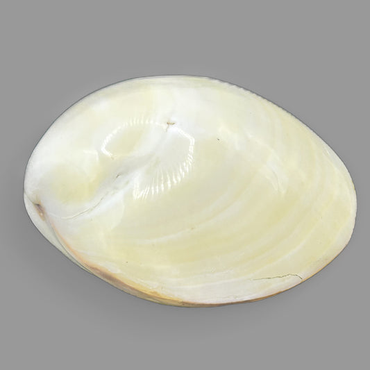 Polished Tiger Clam Shell – Natural Ocean Specimen Display Piece