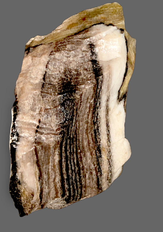 Petrified Wood Specimen – Ancient Stone of Grounded Transformation-2lbs